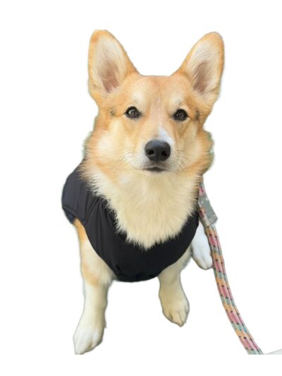 Petdeals Plain Classic Puffer Jacket, Lightweight Bomber Jacket, Ultra Warm Windproof Waterproof, Small Medium Large Breed Dog Jacket for Cold Weather