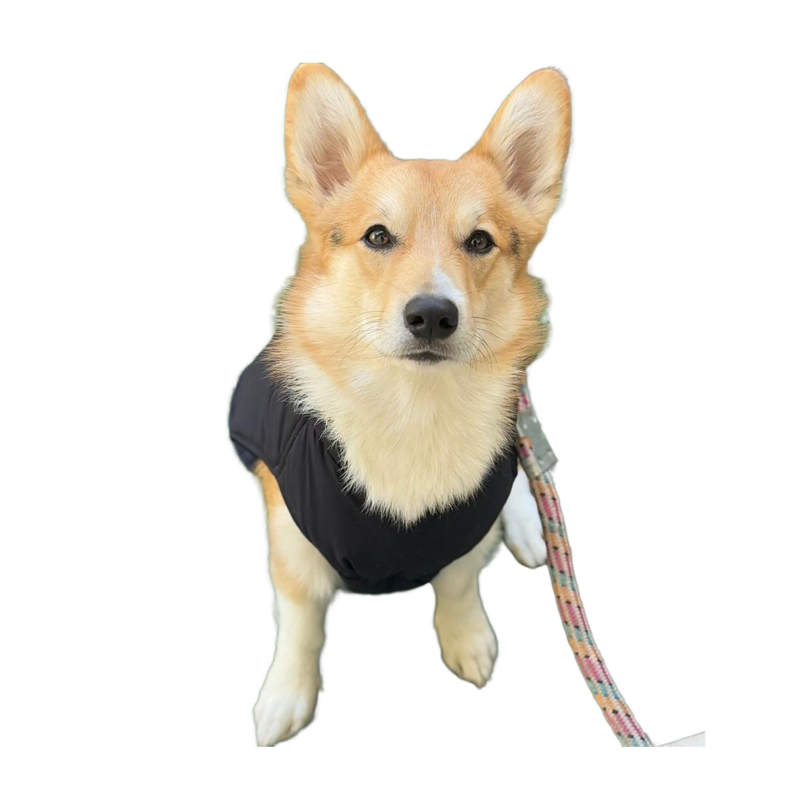 Petdeals Plain Classic Puffer Jacket, Lightweight Bomber Jacket, Ultra Warm Windproof Waterproof, Small Medium Large Breed Dog Jacket for Cold Weather 1 Petdeals Plain Classic Puffer Jacket, Lightweight Bomber Jacket, Ultra Warm Windproof Waterproof, Small Medium Large Breed Dog Jacket for Cold Weather